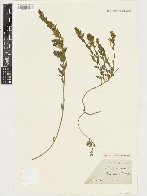 Genista tinctoria L. subsp. tinctoria - BM001037725