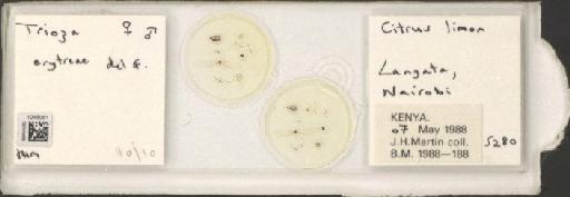 Trioza erytreae Del Guercio, 1918 - BMNHE_1248061_2228