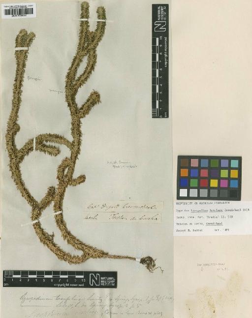 Lycopodium insulare Carmich. - BM001038052