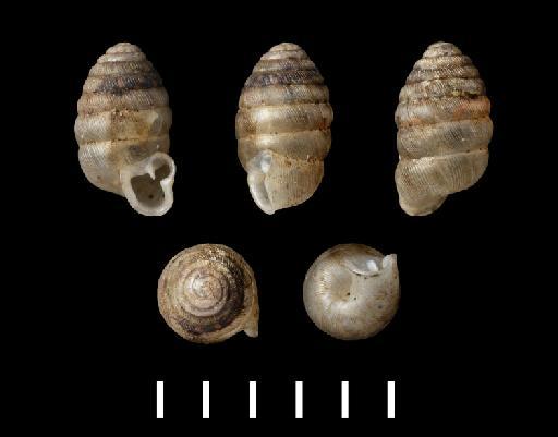 Ennea sesamum subterclass Tectipleura Morelet, 1883 - 1893.2.4.42, Syntype, Ennea sesamum Morelet, 1883