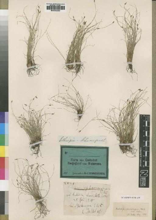 Bulbostylis sphaerocarpa (Boeckeler) C.B.Clarke - BM000922605