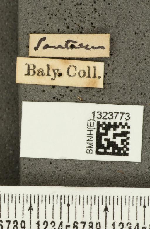 Acalymma bivittulum amazonum Bechyné, 1958 - BMNHE_1323773_label_20464
