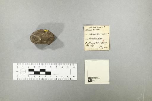 Dinosauria Owen, 1841 - 010025219_L010093666