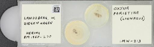 Oxyna parietina (Linnaeus, 1758) - BMNHE_1445027_58937