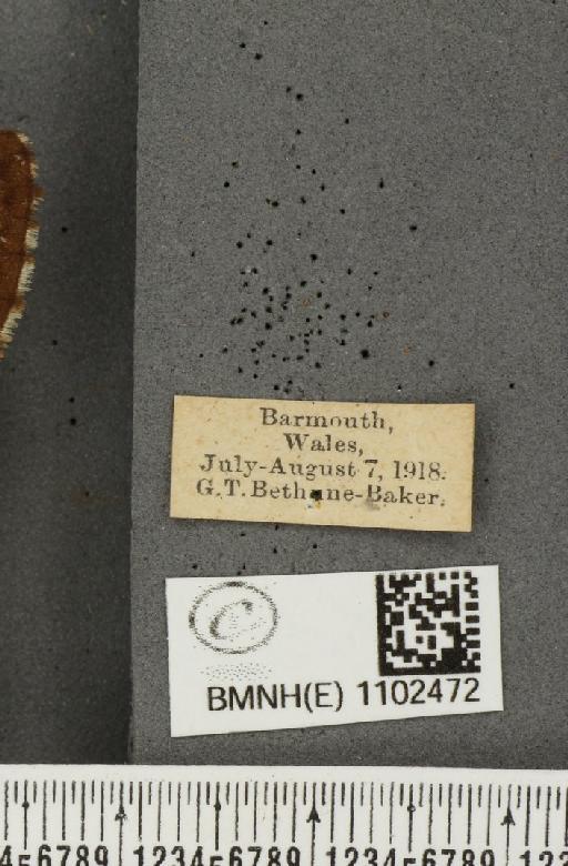 Hipparchia semele semele Linnaeus, 1758 - BMNHE_1102472_label_13839