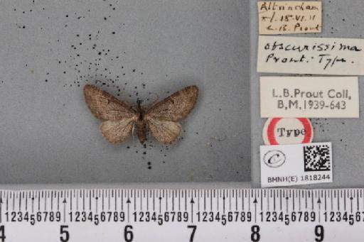 Eupithecia subfuscata ab. obscurissima Prout, 1912 - BMNHE_1818244_395418