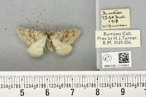 Colostygia multistrigaria ab. virgata Tutt, 1904 - BMNHE_1774004_354977