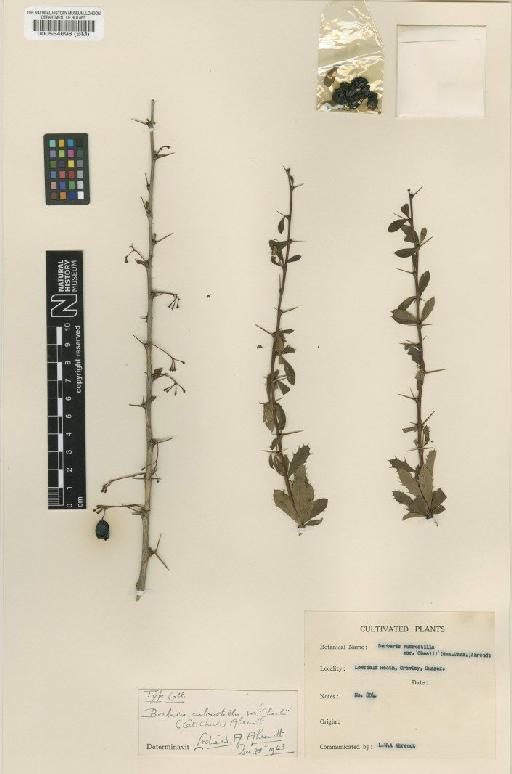 Berberis × rubrostilla 'Chealii' - BM000554698