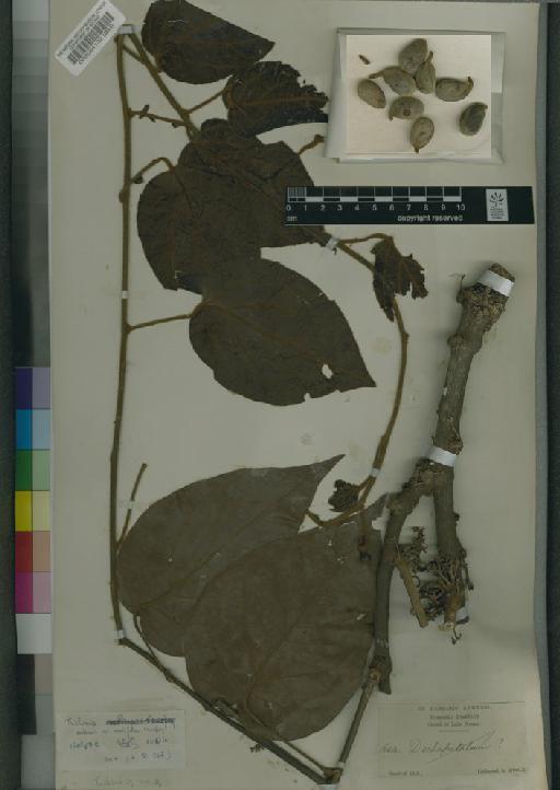 Triclisia sacleuxii var. ovalifolia Troupin - BM000554132