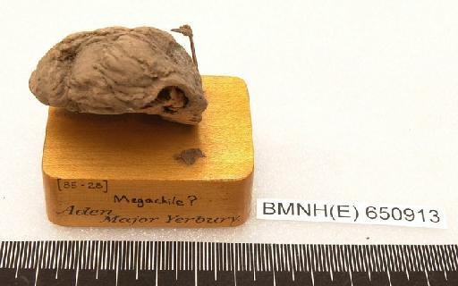 Megachile Latreille, 1802 - Hymenoptera Nest BMNH(E) 650913