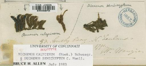 Dicnemon calycinum (Hook.) Schwägr. - BM000866726 (2)