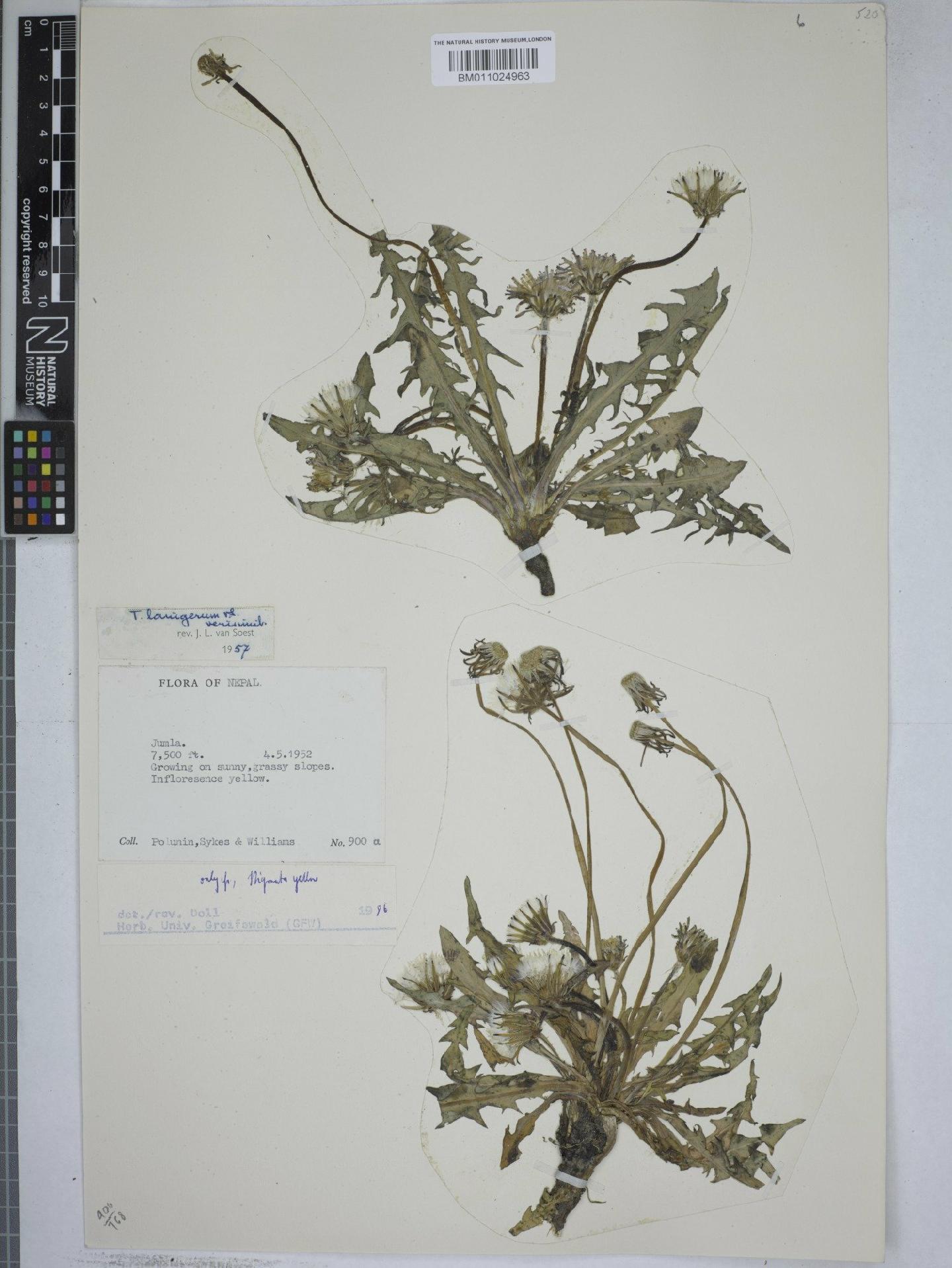 To NHMUK collection (Taraxacum lanigerum Soest; NHMUK:ecatalogue:9153669)