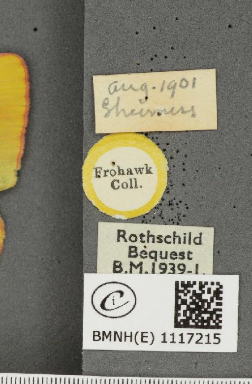 Colias croceus (Geoffroy, 1785) - BMNHE_1117215_label_72894