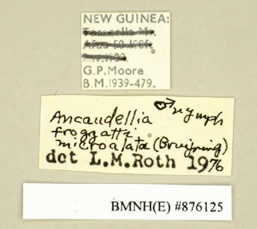 Ancaudellia froggatti microalata (Bruijning, 1947) - Ancaudellia froggatti microalata Bruijning, 1947, male, non type, labels. Photographer: Edward Baker. BMNH(E)#876125