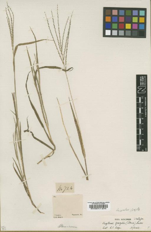 Digitaria fragilis (Steud.) Luces - BM000522431