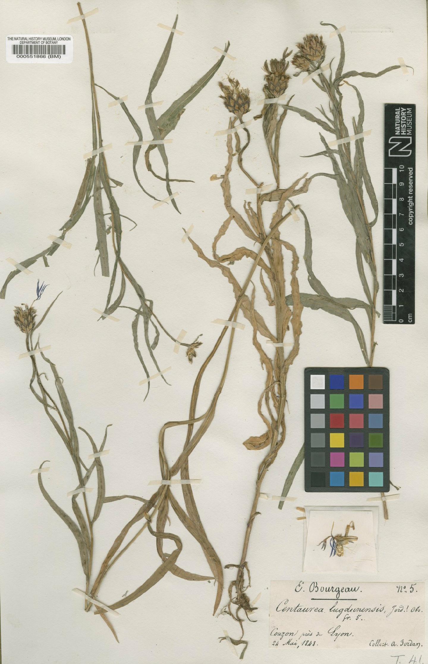 To NHMUK collection (Centaurea triumfetti subsp. lugdunensis (Jord.) Dostál; Type; NHMUK:ecatalogue:4681304)