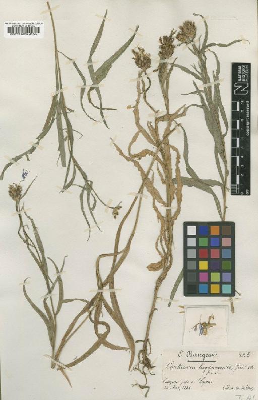 Centaurea triumfetti subsp. lugdunensis (Jord.) Dostál - BM000551866