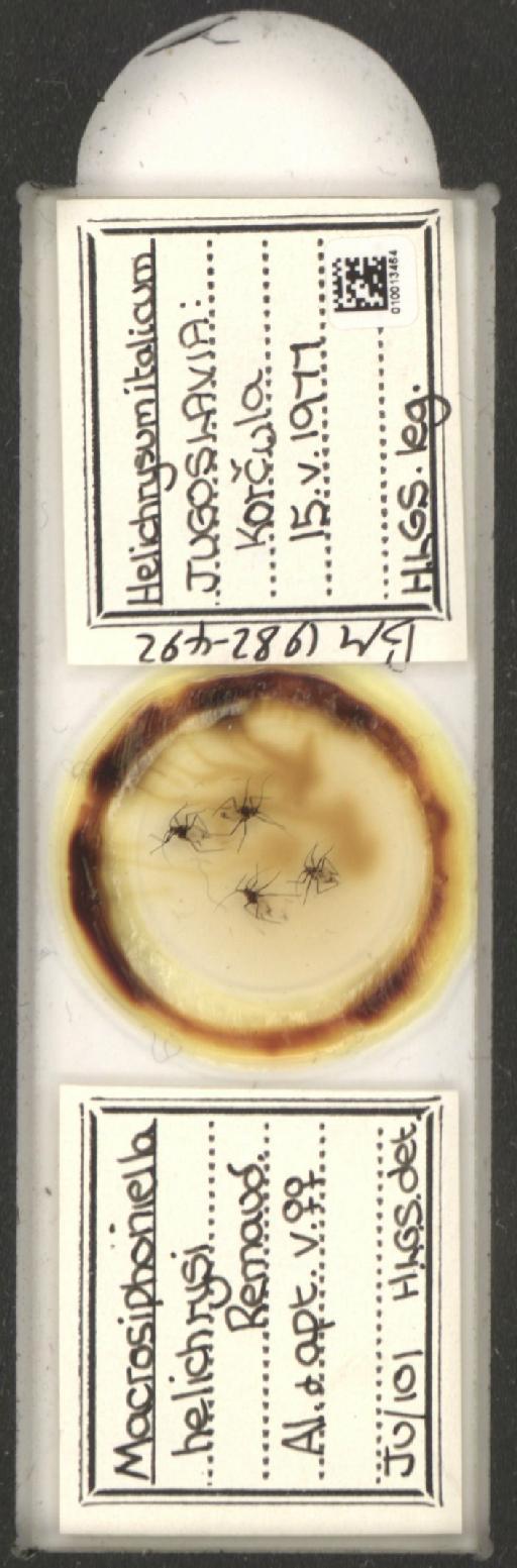 Macrosiphoniella helichrysi Remaudiere, 1952 - 010013464_112660_1094725