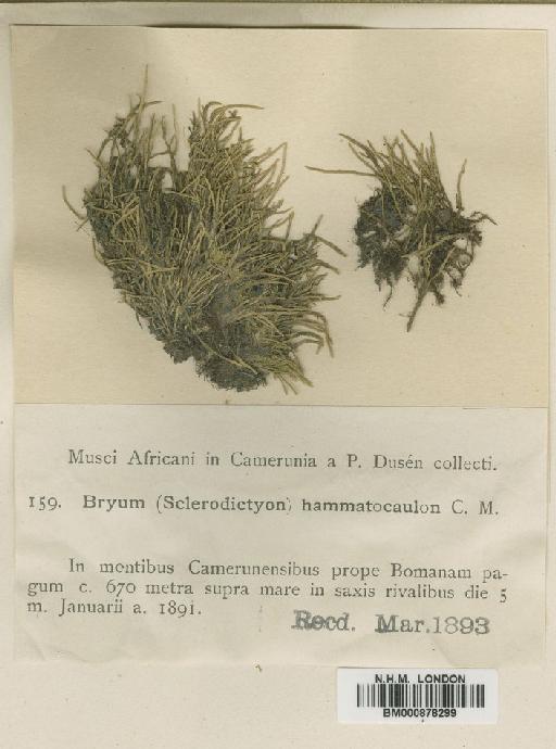 Anomobryum auratum (Mitt.) A.Jaeger - BM000878299