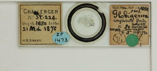 Globigerina conglobata Brady, 1879 - image of slide ZF 1473