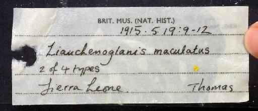 Liauchenoglanis maculatus Boulenger, 1916 - 1915.5.19.9-12; Liauchenoglanis maculatus; image of jar label; ACSI project image