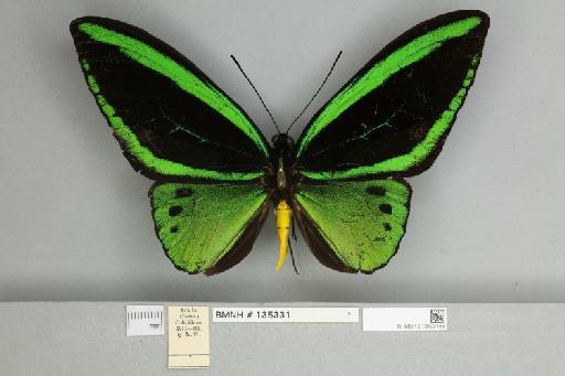 Ornithoptera priamus arruanus Felder, 1859 - 013603166__