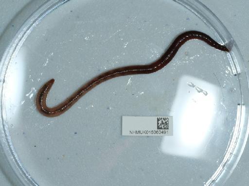 Lumbricus rubellus Hoffmeister, 1845 - 015060491_2