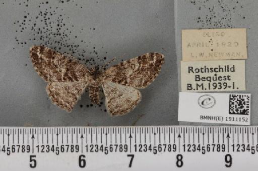 Cleora cinctaria cinctaria ab. tangens Lempke, 1952 - BMNHE_1911152_472315