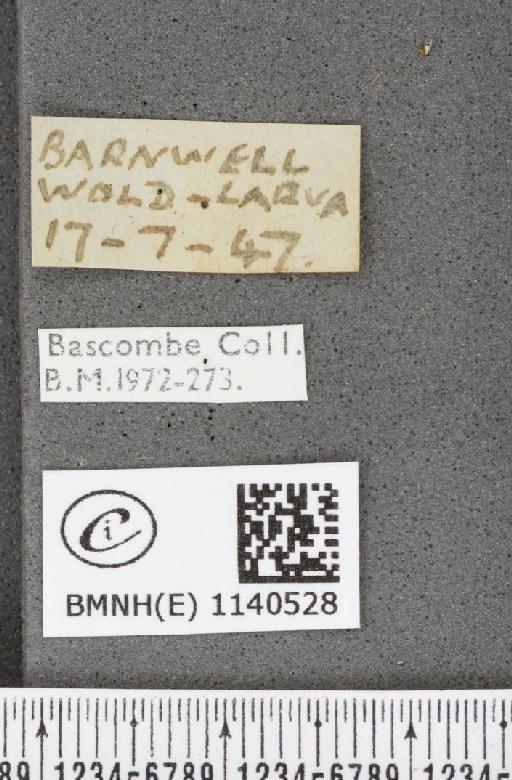 Thecla betulae (Linnaeus, 1758) - BMNHE_1140528_label_95965