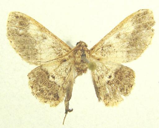 Ectropidia Warren, 1895 - Ectropidia sp 12415