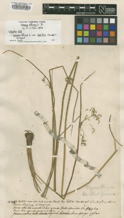 Juncus effusus L. - BM000051203