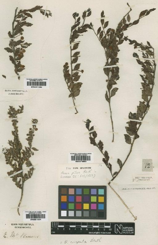 Acacia crispula Benth. - BM000810691