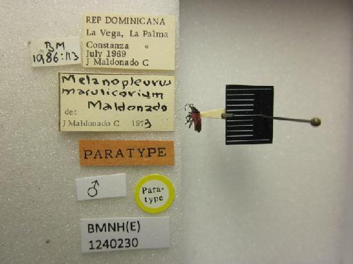 Melanopleurus maculicorium Maldonado Capriles, 1974 - Melanopleurus maculicorium-BMNH(E)1240230-Paratype male dorsal & labels