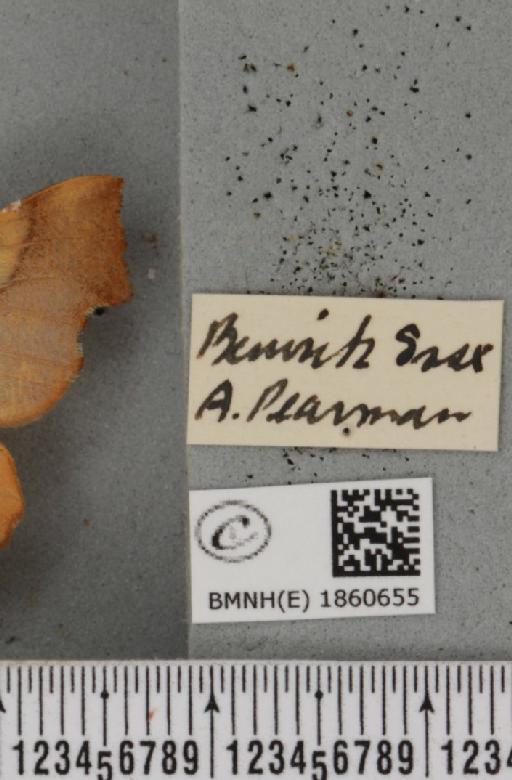 Ennomos fuscantaria (Haworth, 1809) - BMNHE_1860655_a_label_434301