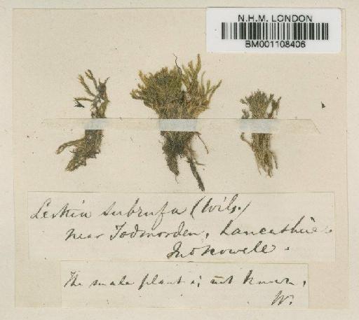 Orthothecium intricatum (Hartm.) Schimp. in Bruch, Schimp. & W.Gümbel - BM001108406