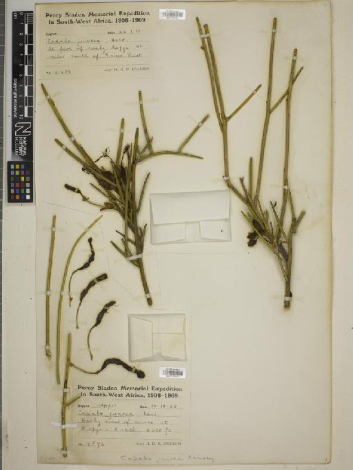 Cadaba juncea Harv. - BM010769602