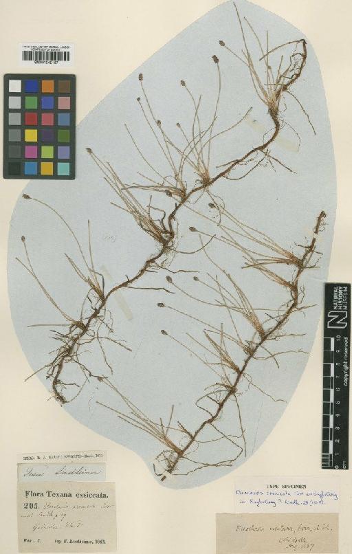 Eleocharis arenicola Torr. ex Engelm. & A.Gray - BM001042137