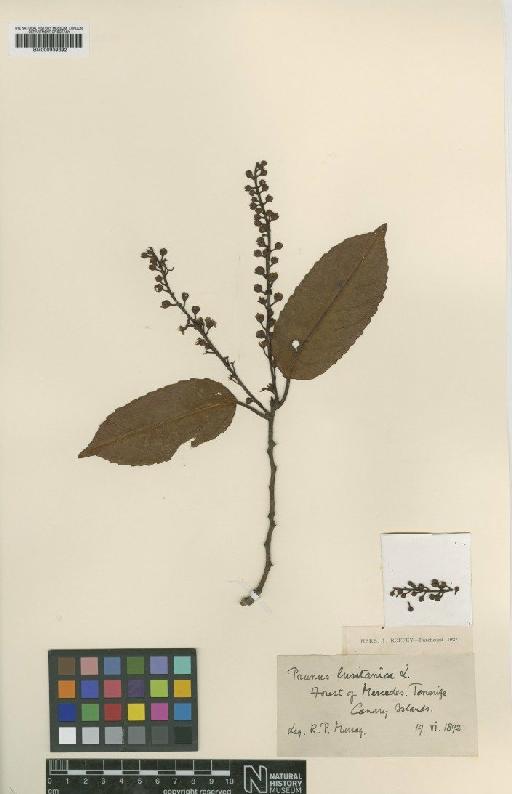 Prunus lusitanica L. - BM000939392