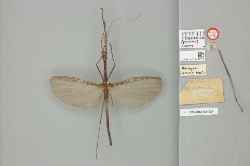 Sipyloidea ceramia (Westwood, 1859) - 012497208_reverse