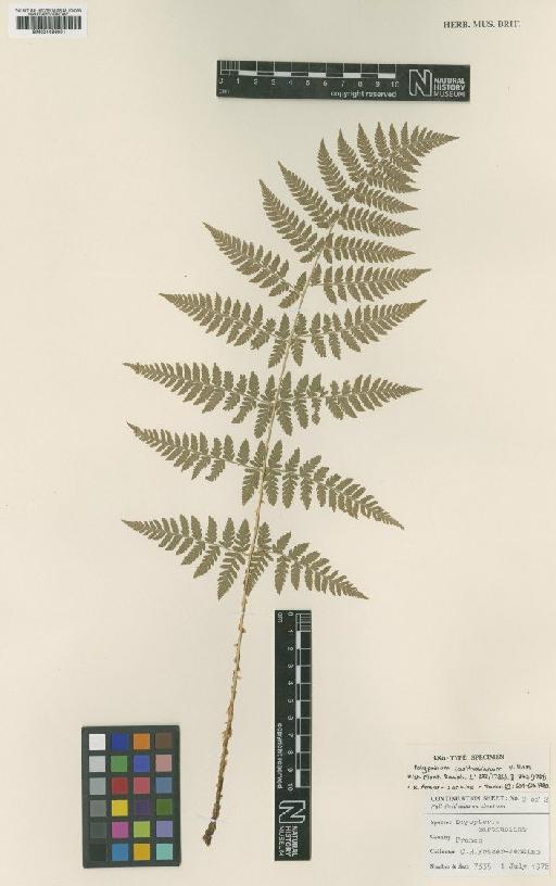 Dryopteris carthusiana (Vill.) Fuchs - BM001066001