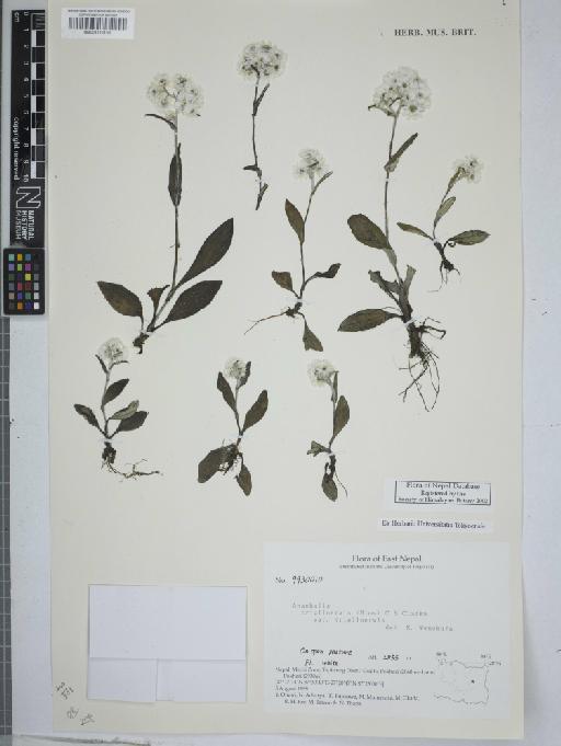 Anaphalis triplinervis var. triplinervis (Sims) C.B.Clarke - 001116153