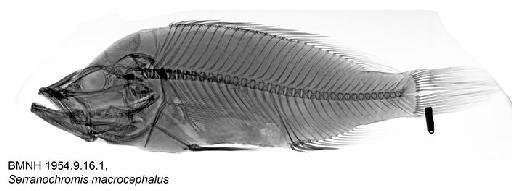 Serranochromis macrocephalus Boulenger, 1899 - BMNH 1954.9.16.1, Serranochromis macrocephalus, Radiograph