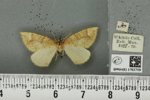 Eulithis populata (Linnaeus, 1758) - BMNHE_1762799_344325