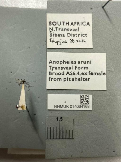 Anopheles (Cellia) vaneedeni Gillies & Coetzee, 1987 - NHMUK014064168, Anopheles (Cellia) vaneedeni Gillies & Coetzee, 1987