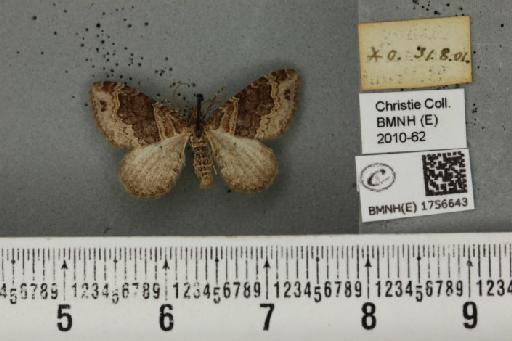 Xanthorhoe ferrugata (Clerck, 1759) - BMNHE_1756643_a_322905