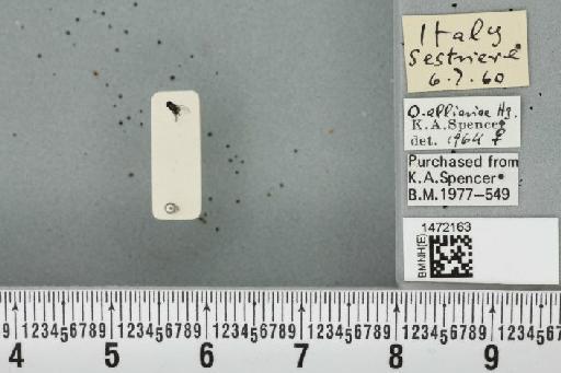 Ophiomyia alliariae Hering, 1954 - BMNHE_1472163_46968