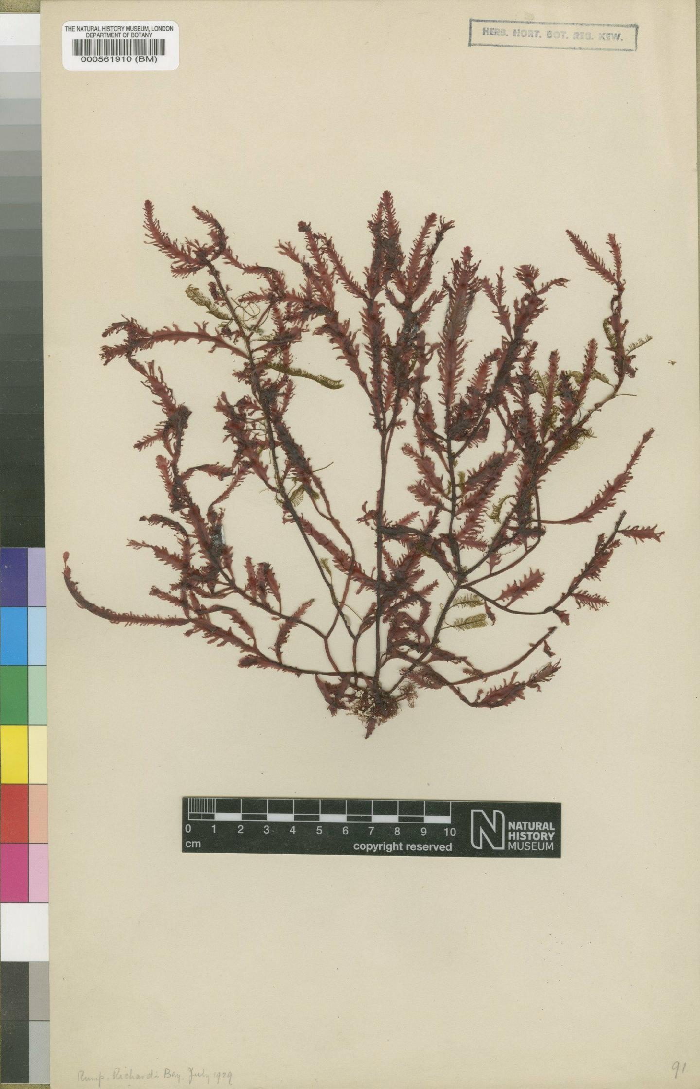 To NHMUK collection (Gelidium rumpii Dickinson; Isotype; NHMUK:ecatalogue:4784528)