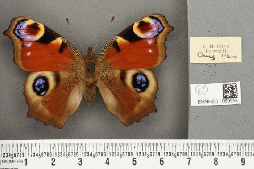 Inachis io ab. diophthalmica Garbini, 1883 - BMNHE_1060918_21416