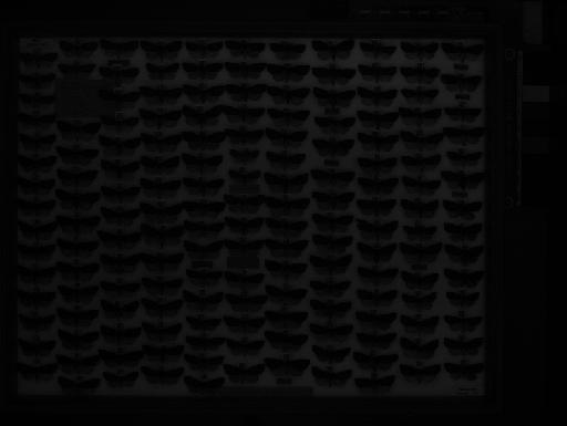 Bena bicolorana (Fuessly, 1775) - 74_007_1