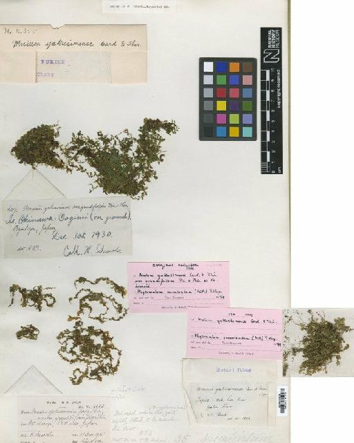Plagiomnium succulentum (Mitt.) T.J.Kop. - BM001086782_a